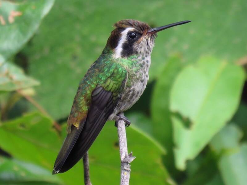 Colibri à oreilles blanches, Photos 4