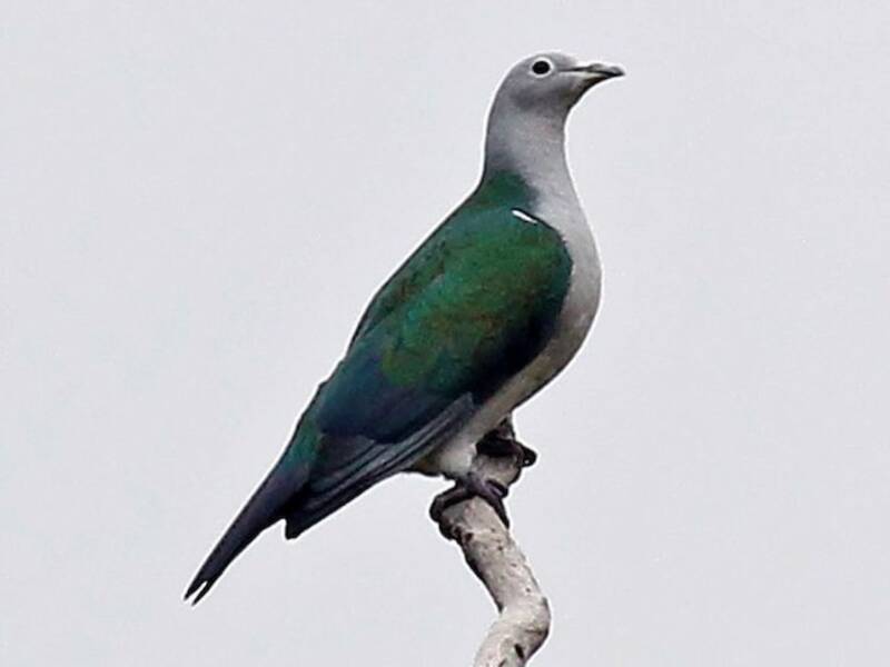 Seram Imperial-Pigeon, 照片 3