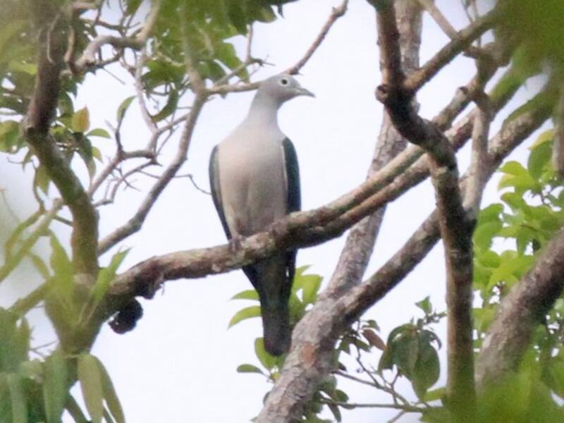 Seram Imperial-Pigeon, 照片 2