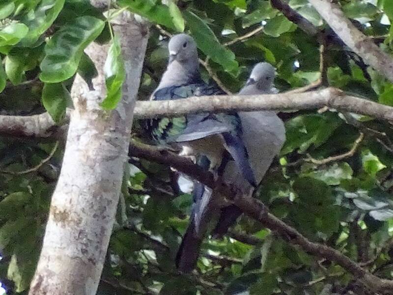 Seram Imperial-Pigeon, 照片 4