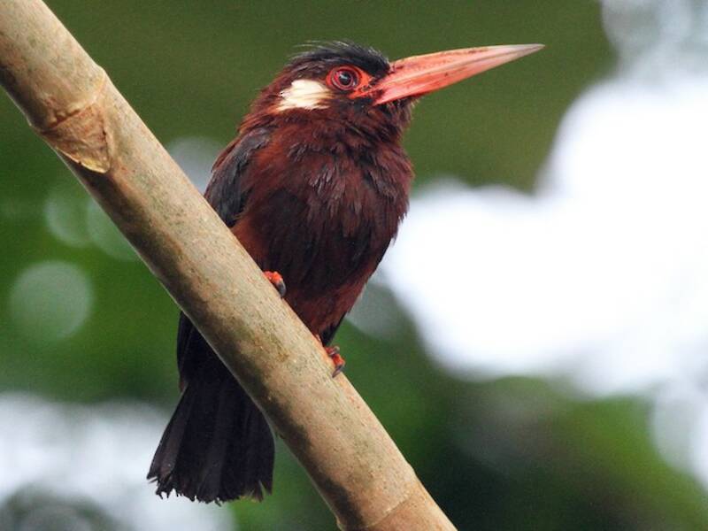 Jacamar à oreilles blanches, Photos 3