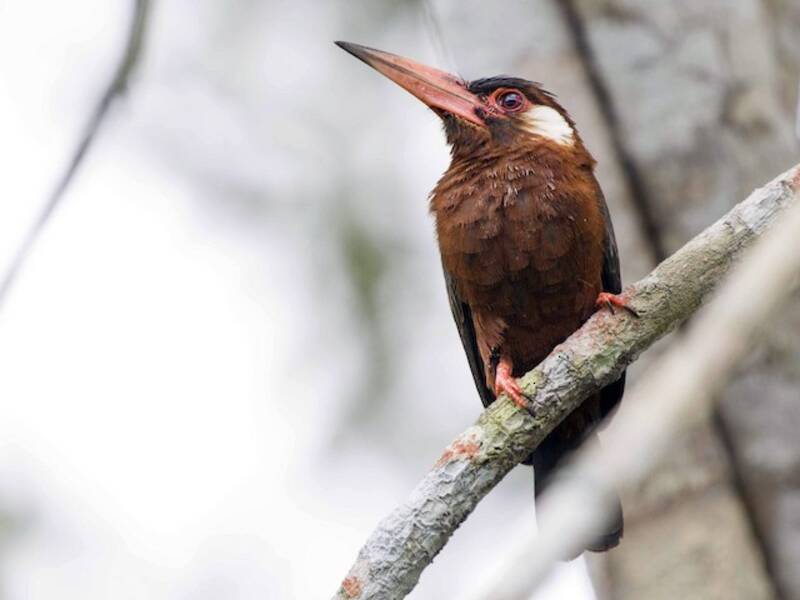 Jacamar à oreilles blanches, Photos 2