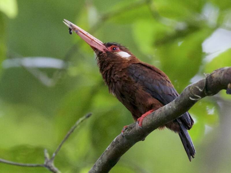 White-eared Jacamar