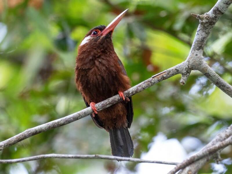 Jacamar à oreilles blanches, Photos 4