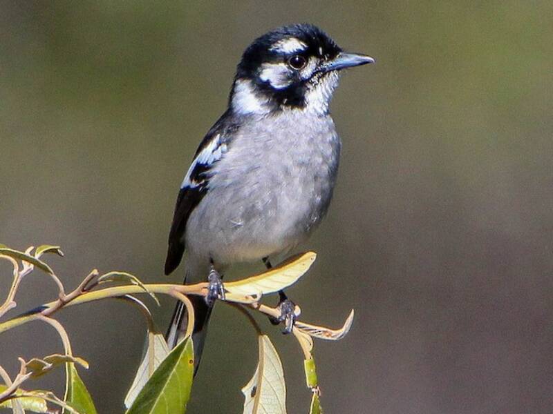 White-eared Monarch, Photos 4