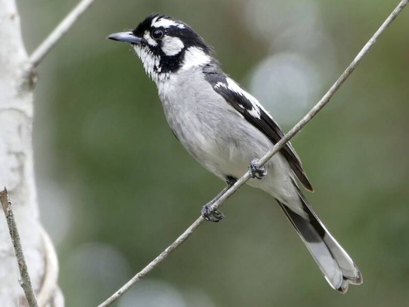 White-eared Monarch