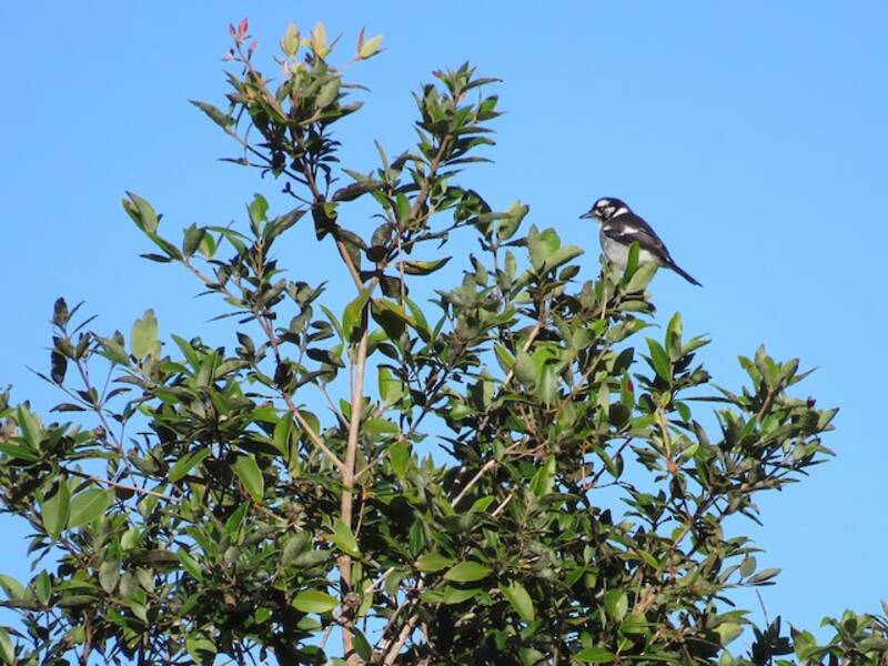 White-eared Monarch, Photos 3