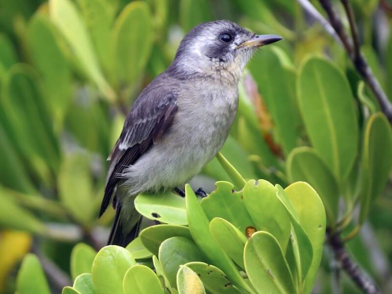White-eared Monarch, Photos 2