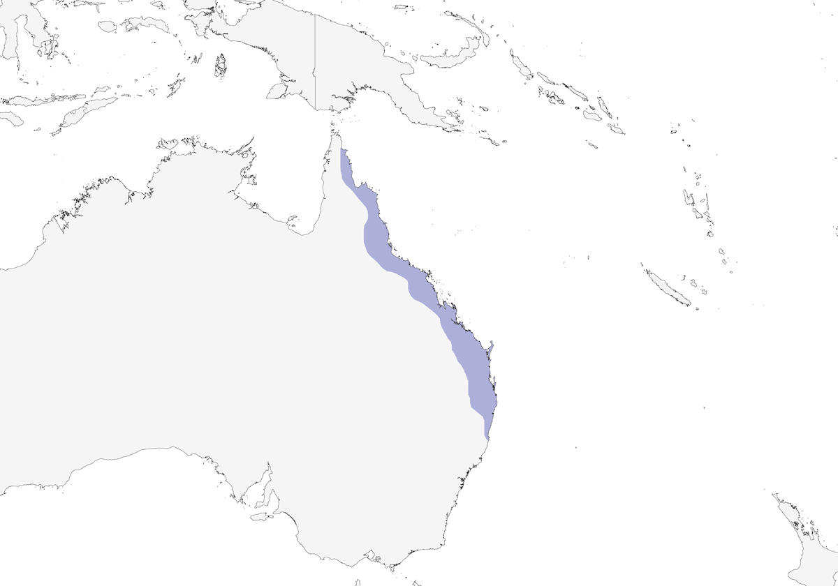 White-eared Monarch, Distribution 1