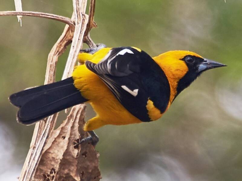 Oriole à liseré blanc, Photos 4