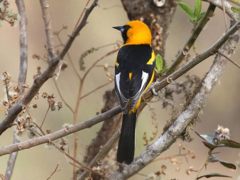 Oriole à liseré blanc, Photos 3