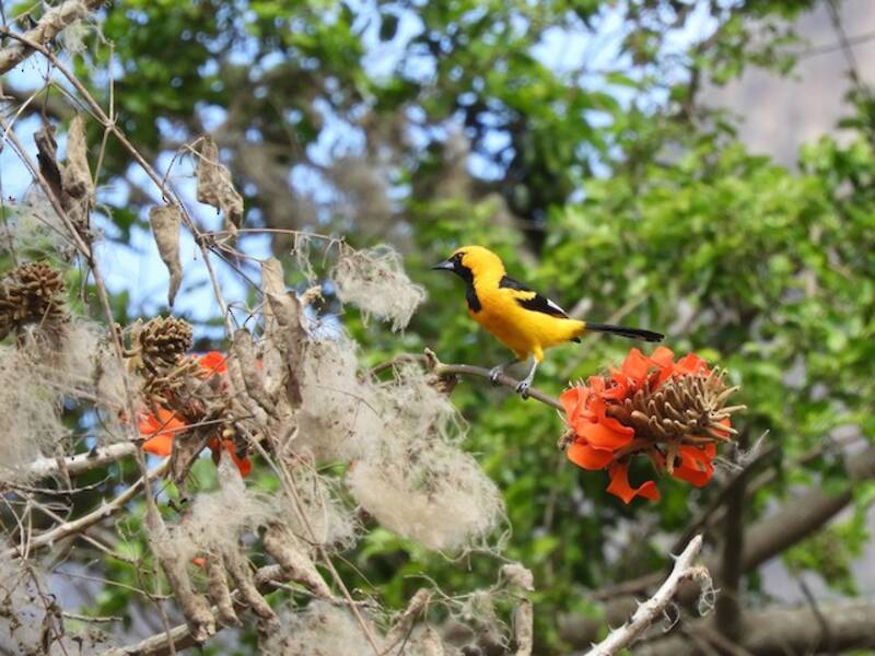 Oriole à liseré blanc, Photos 2