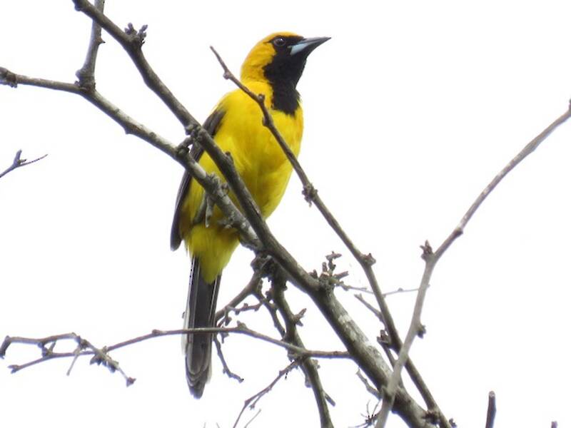 White-edged Oriole