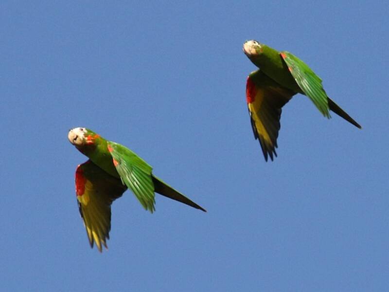 Conure à œil blanc