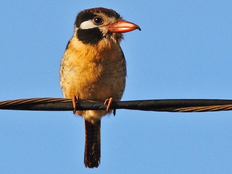 White-eared Puffbird
