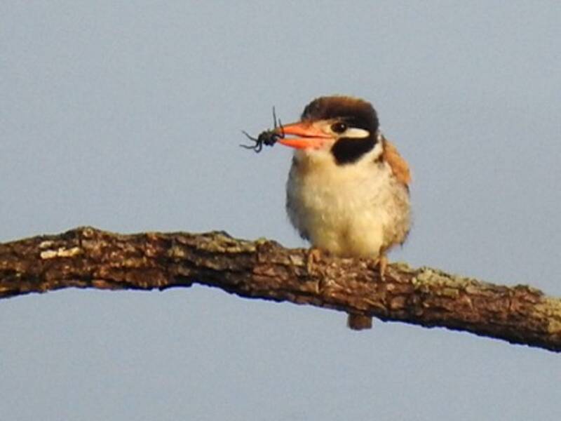 Nistalo dalle orecchie bianche, Foto 3