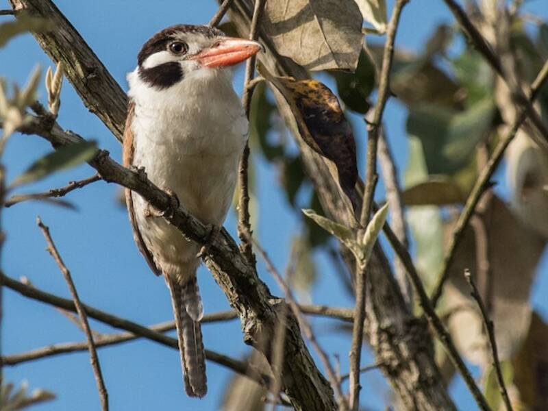 Nistalo dalle orecchie bianche, Foto 2