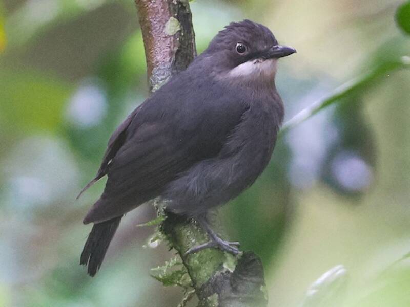 White-eyed Robin