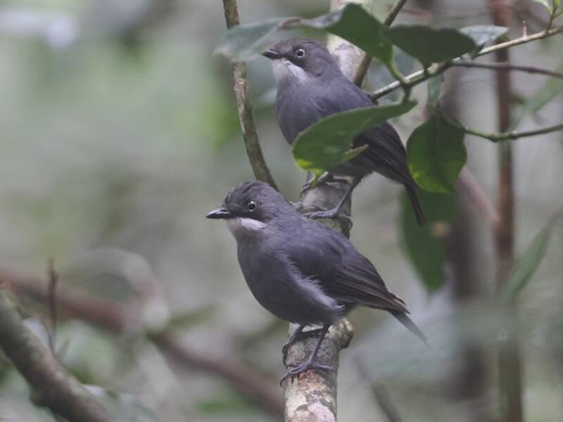 White-eyed Robin, Photos 3