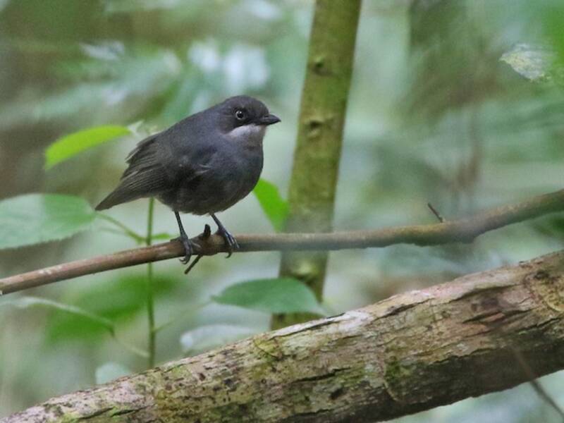 White-eyed Robin, Photos 2