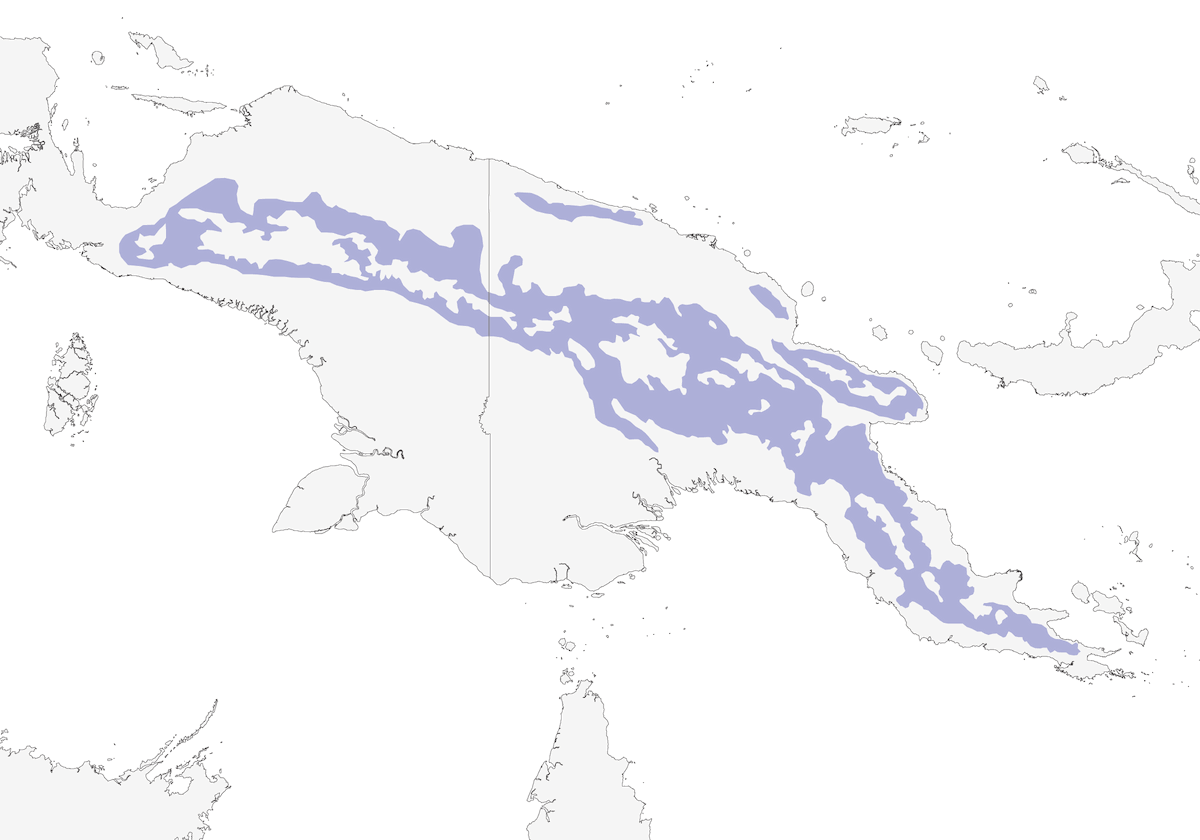 White-eyed Robin, Distribution 1