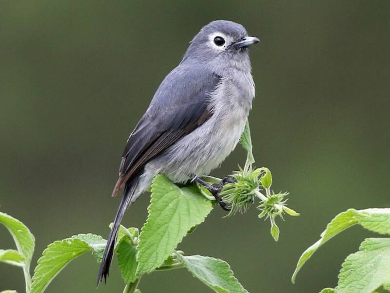 White-eyed Slaty-Flycatcher, Photos 2