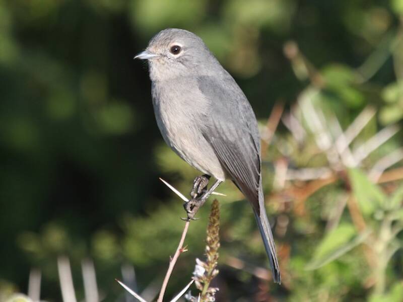 White-eyed Slaty-Flycatcher, Photos 3