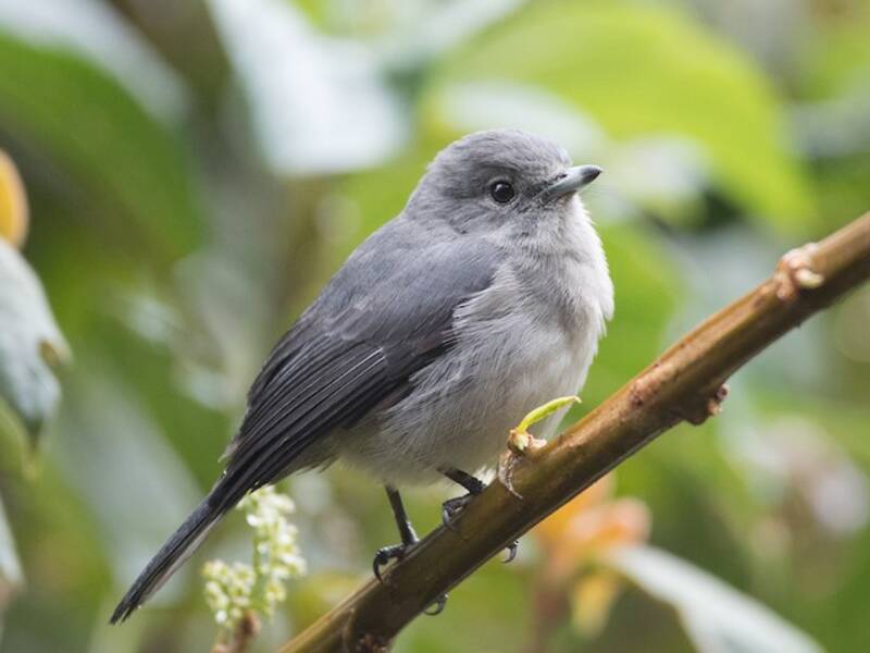 White-eyed Slaty-Flycatcher, Photos 4