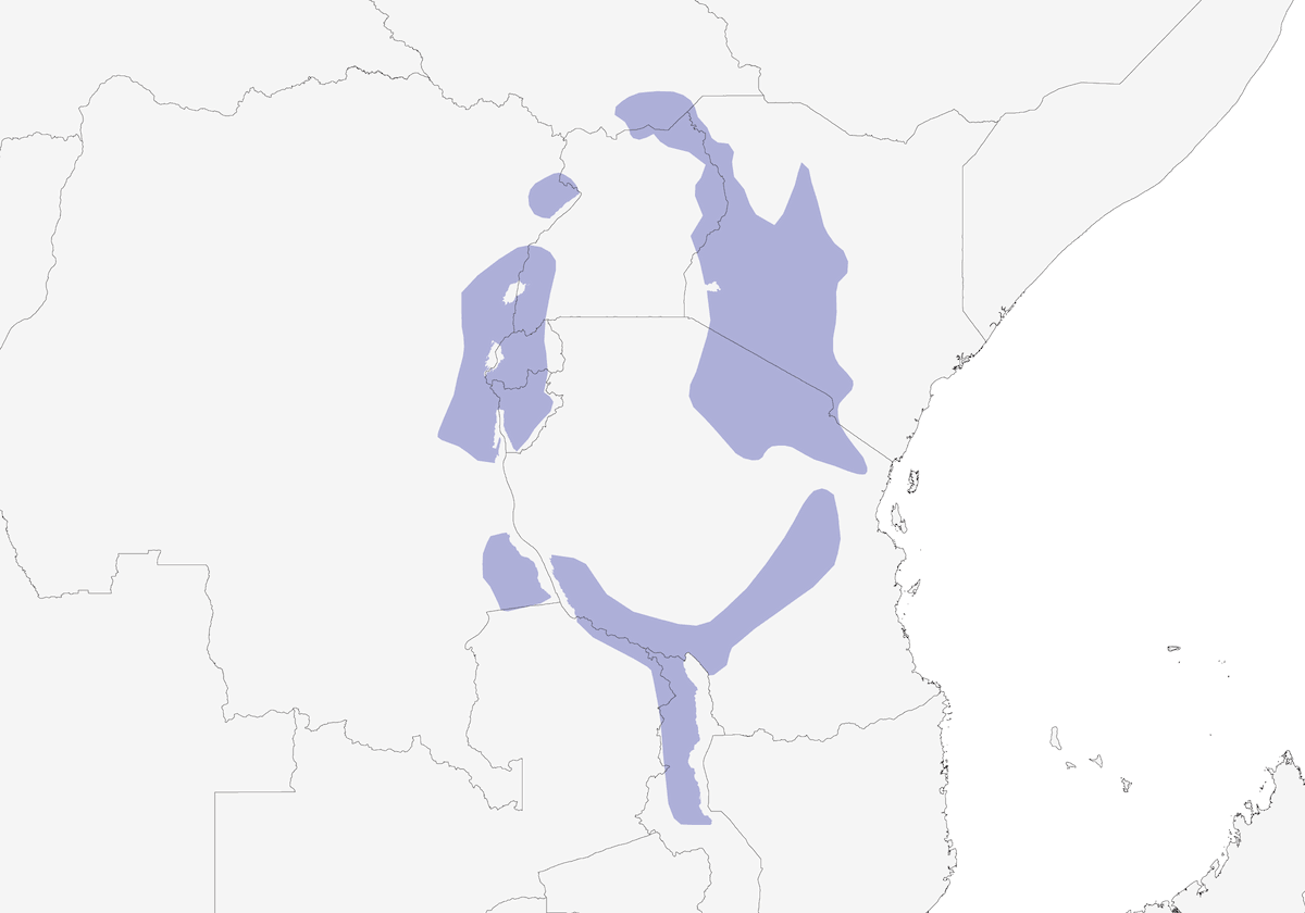 White-eyed Slaty-Flycatcher, Distribution 1