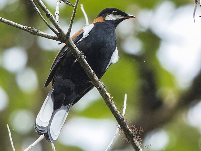 White-eared Solitaire