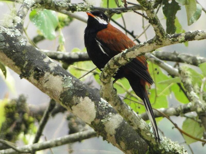 White-eared Solitaire, Photos 2