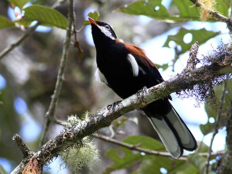 White-eared Solitaire, Photos 3