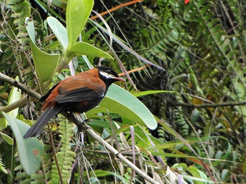 White-eared Solitaire, Photos 4