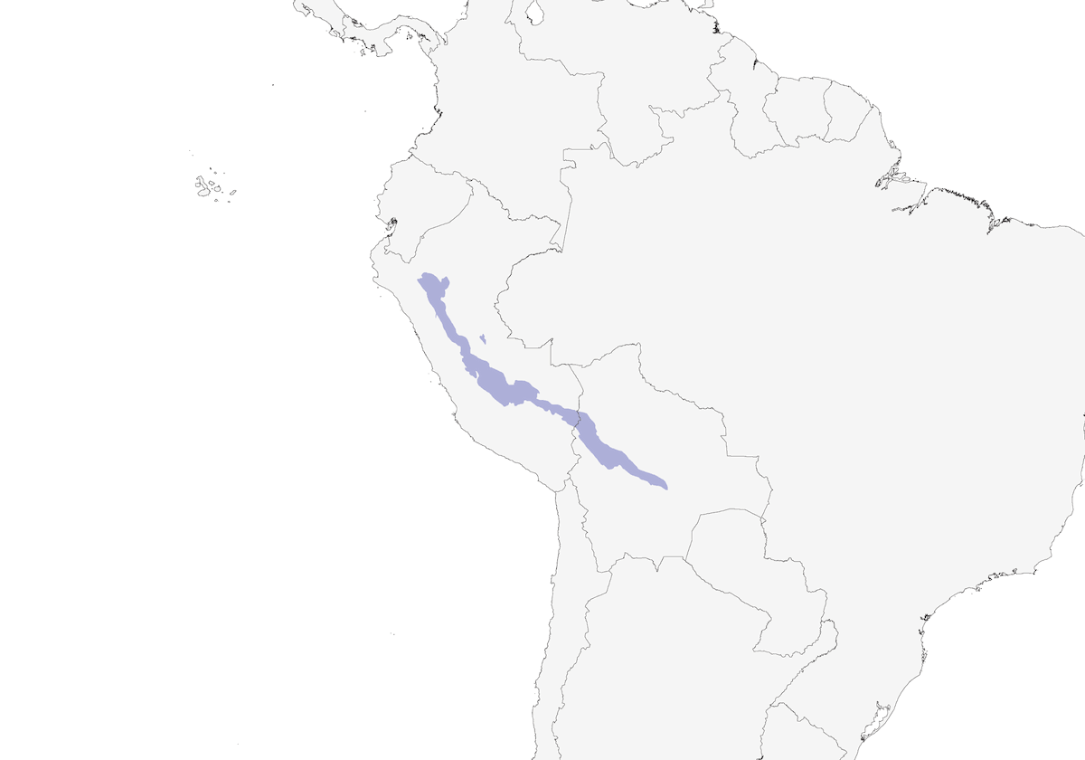 White-eared Solitaire, Distribution 1