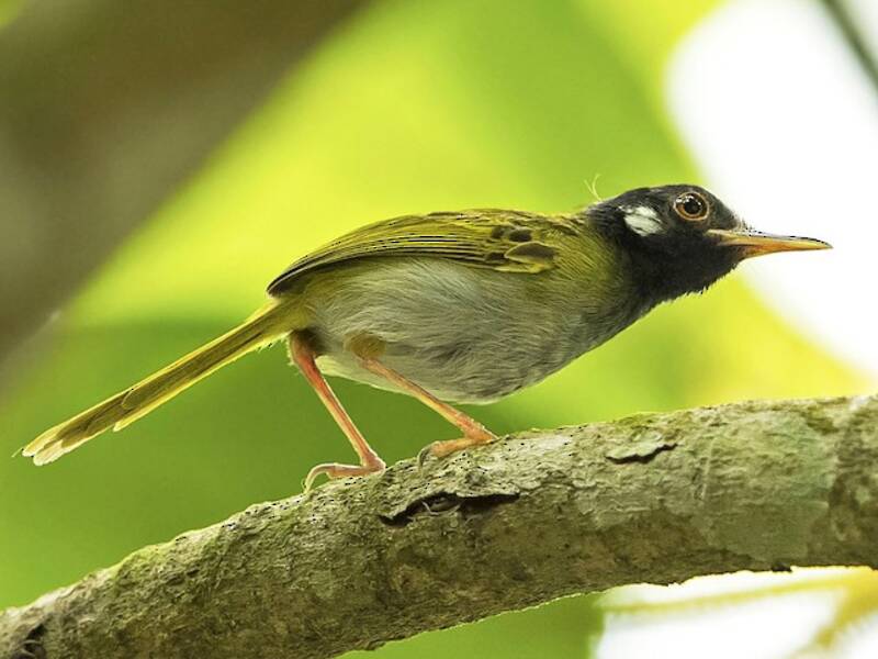 Uccello-sarto dalle orecchie bianche, Foto 2