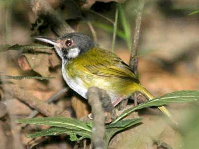 Uccello-sarto dalle orecchie bianche, Foto 3