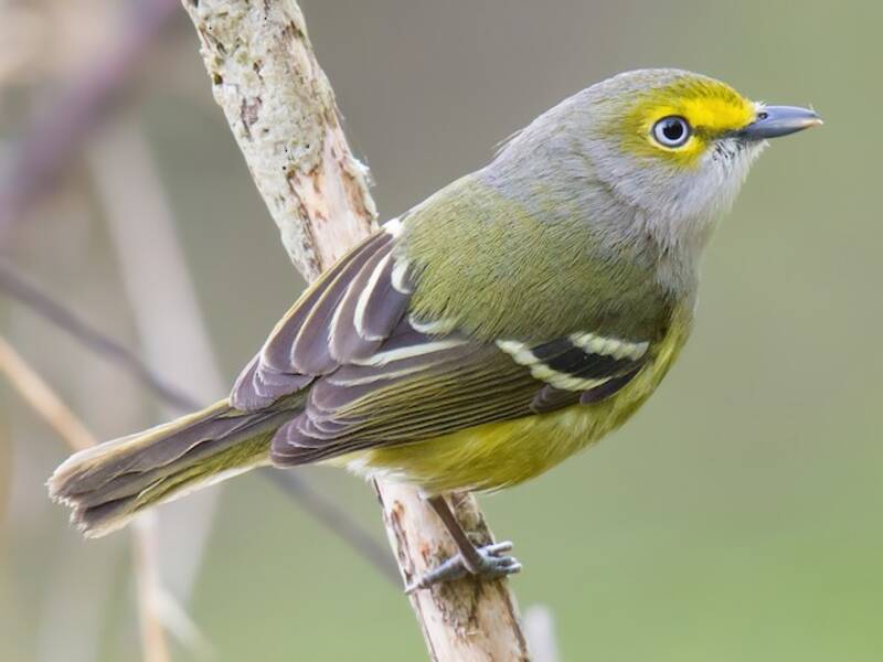 White-eyed Vireo, Photos 3