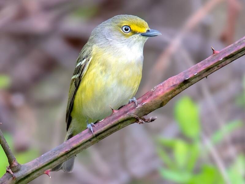 White-eyed Vireo, Photos 2