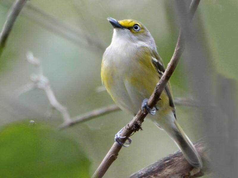 White-eyed Vireo, Photos 4