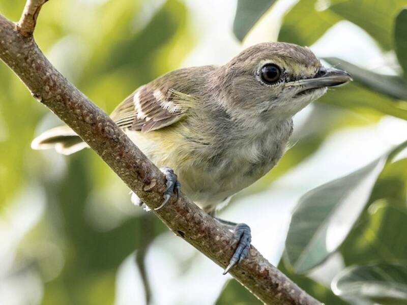 Vireo dagli occhi bianchi