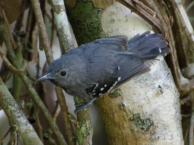 White-flanked Antwren