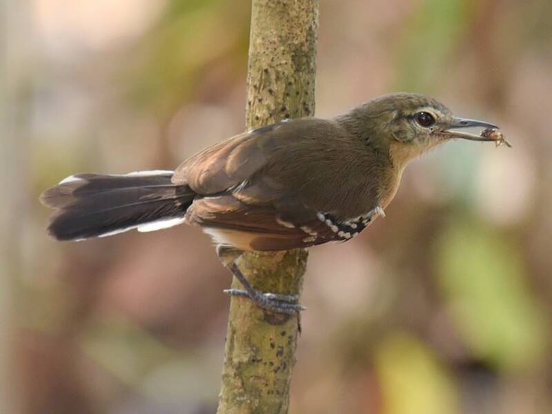 Southern White-fringed Antwren (Formicivora grisea)
