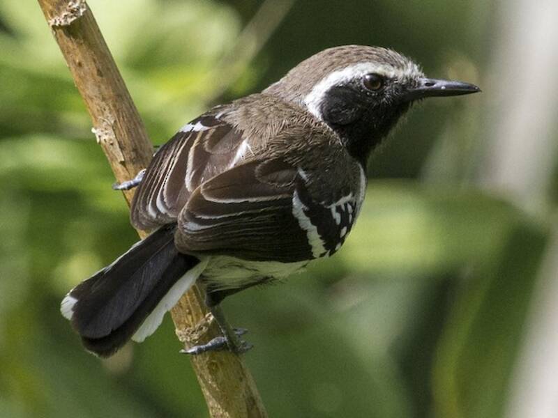 Northern White-fringed Antwren, 照片 4