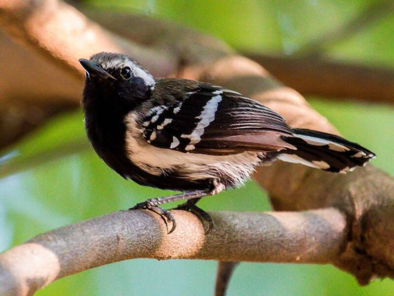 Northern White-fringed Antwren, 照片 3