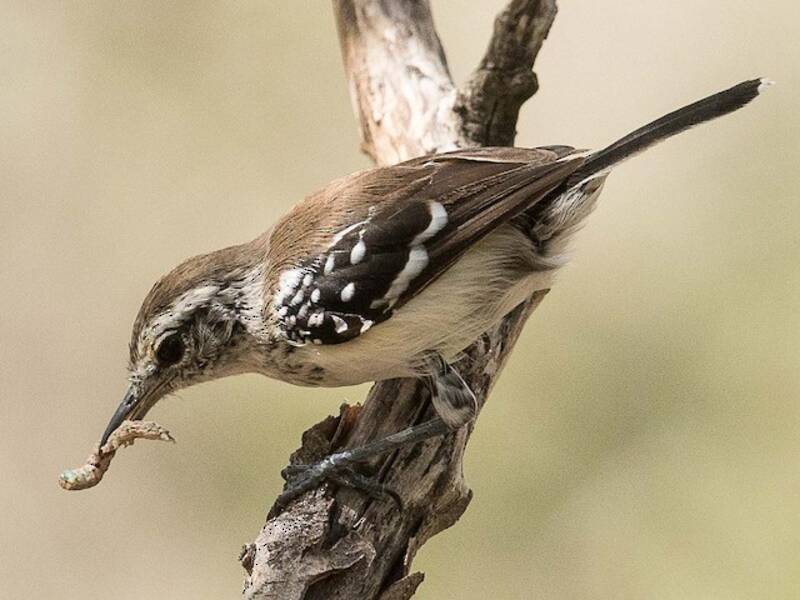 Northern White-fringed Antwren, 照片 2