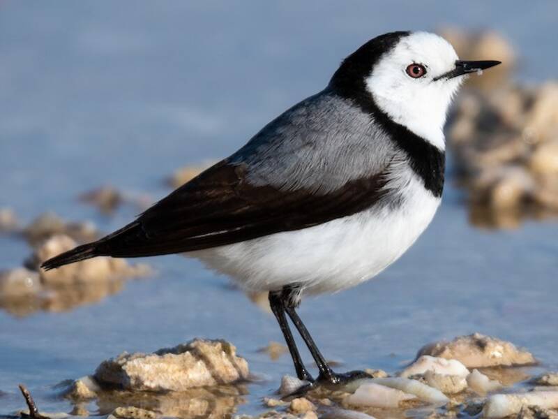 White-fronted Chat (Epthianura albifrons)
