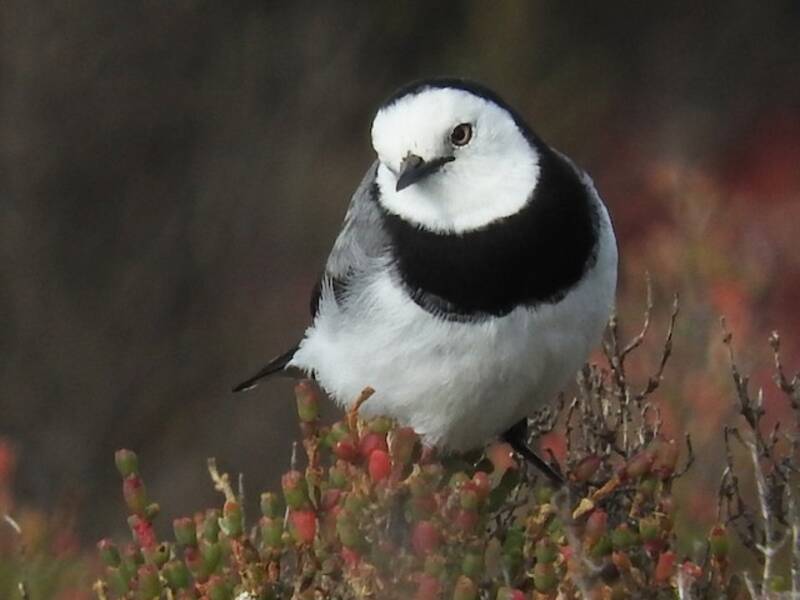 White-fronted Chat, Photos 2
