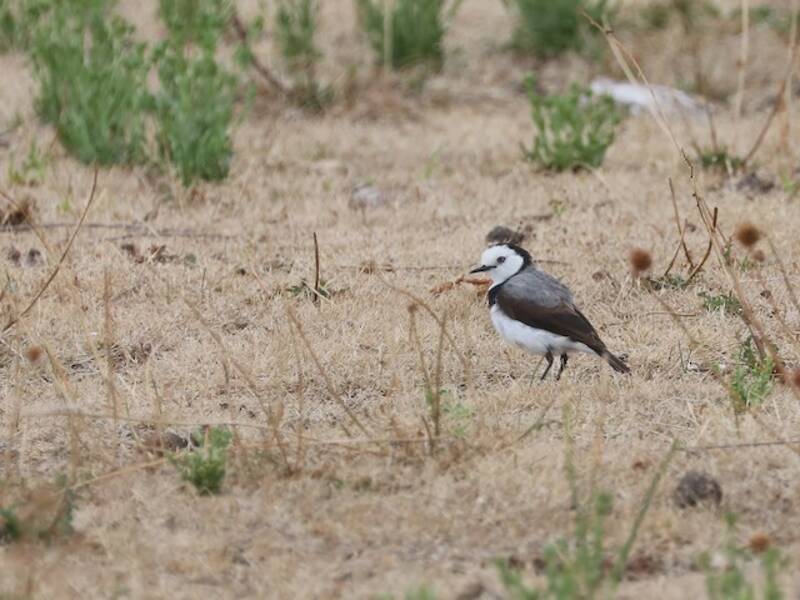 White-fronted Chat, Photos 4