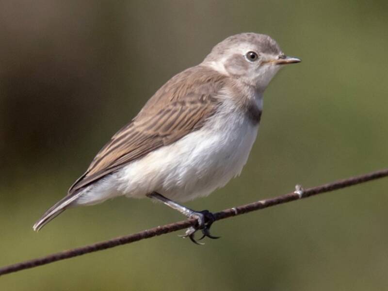 White-fronted Chat, Photos 3