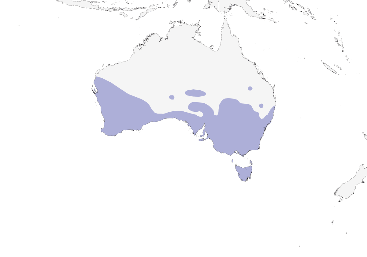 White-fronted Chat, Distribution 1